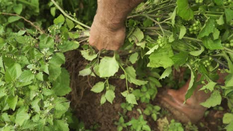 el agricultor mezcla el suelo con sus manos.