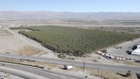 Large-palm-tree-nursery-in-Coachella,-California-with-drone-video-wide-shot-moving-in-a-circle