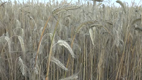 Roggenkorn-Wird-Für-Mehl,-Brot,-Bier,-Knäckebrot,-Einige-Whiskys,-Einige-Wodkas-Und-Tierfutter-Verwendet