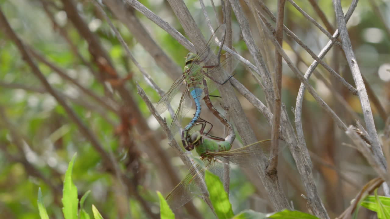 Dragonflies Mating
