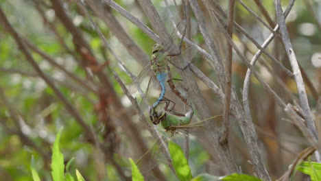 dragonflies mating