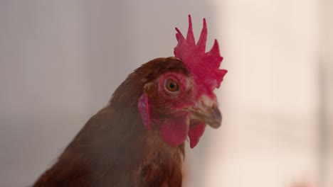 Close-up-of-hen-on-farm,-chicken-in-slow-motion-macro