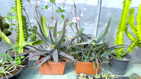 variedad de cactus y plantas en invernadero