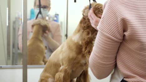 groomer takes off the lead from dog after procedures in zoo salon