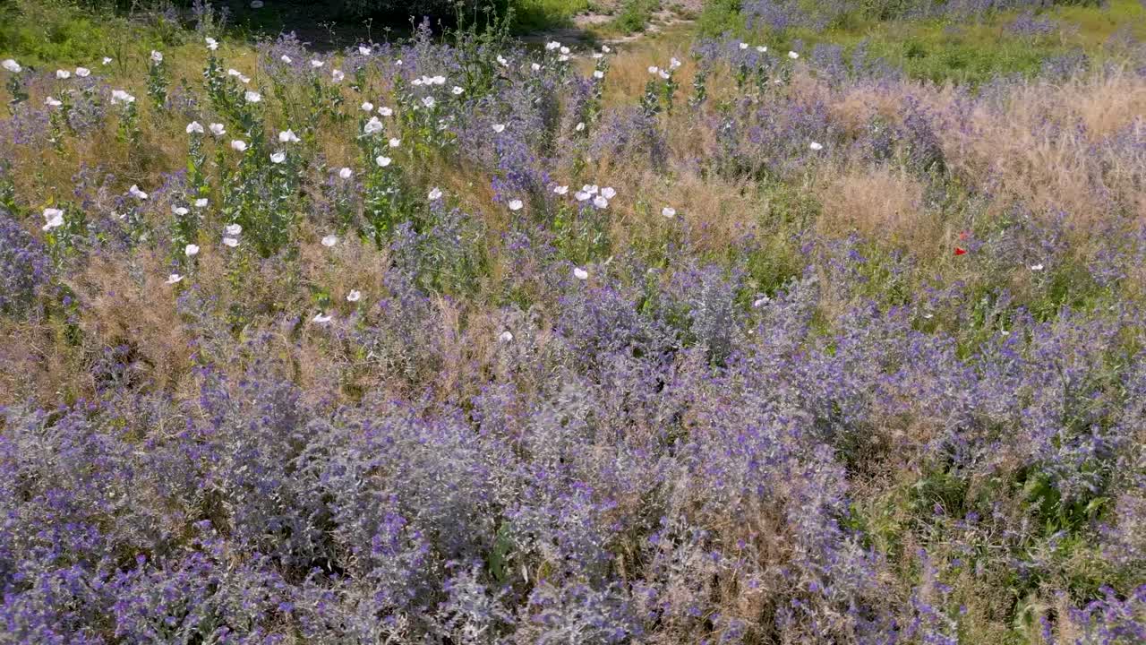 vuelo orbital con drones donde vemos un grupo de dos variedades de plantas, una silvestre con flores violetas y las otras son amapolas con pétalos blancos papaver somniferum, algunas con pétales rojos