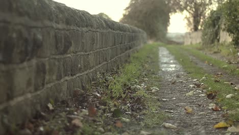 dog runs along path in countryside