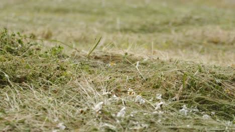 freshly cut hay field tilt up shot