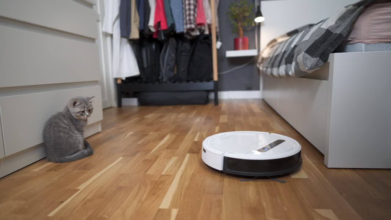 mascota y tareas domésticas, concepto de tecnología inteligente. robot aspirador y pequeño juego gris tabby escocés gatito recto en el hogar. niño gato y aspirador robótico en la habitación. hogar inteligente, aspirador diario