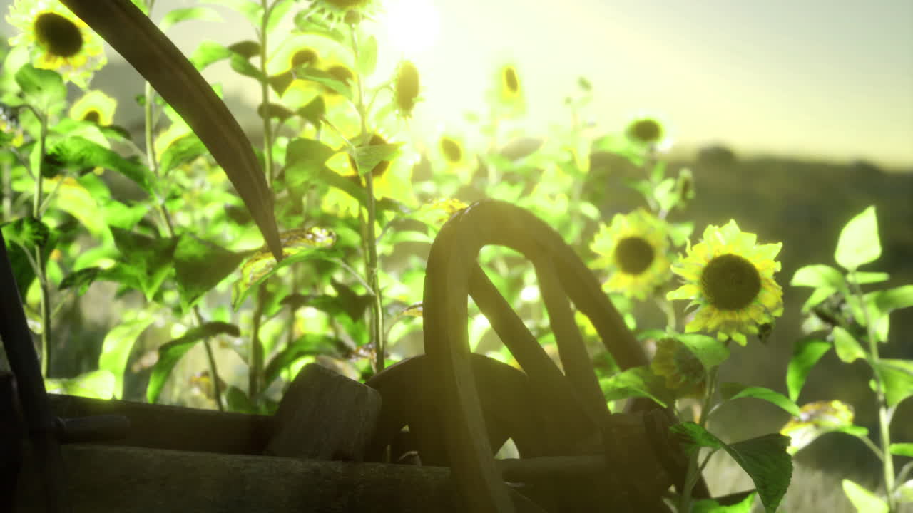Sunflowers bloom beside an antique wooden wheel on a sunny afternoon