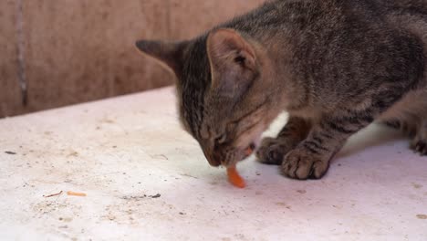 Eine-Katze,-Die-Eine-Garnele-Frisst