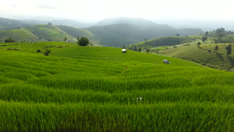 Terraza-De-Arrozales-En-Tierras-Agrícolas-De-Montaña.