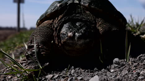 Tortuga-Mordedora-Al-Lado-De-La-Carretera-En-Primavera