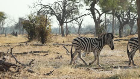 two zebras walking through khwai concession, botswana, in the dry season