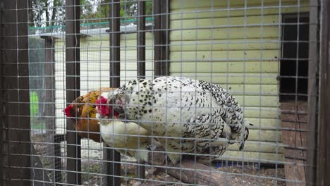 three chicken or hen in a chicken coop sitting on a brown tree branch during summer time and scratching themselves in slow motion with their legs