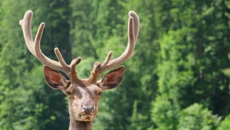 lone red deer one of the largest species of deer lone red deer one of the largest species of deer forest animals of eurasia