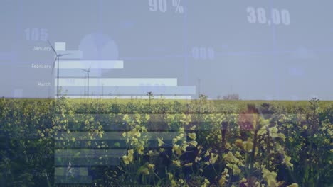animation of statistical data processing against flowers fields and spinning windmills