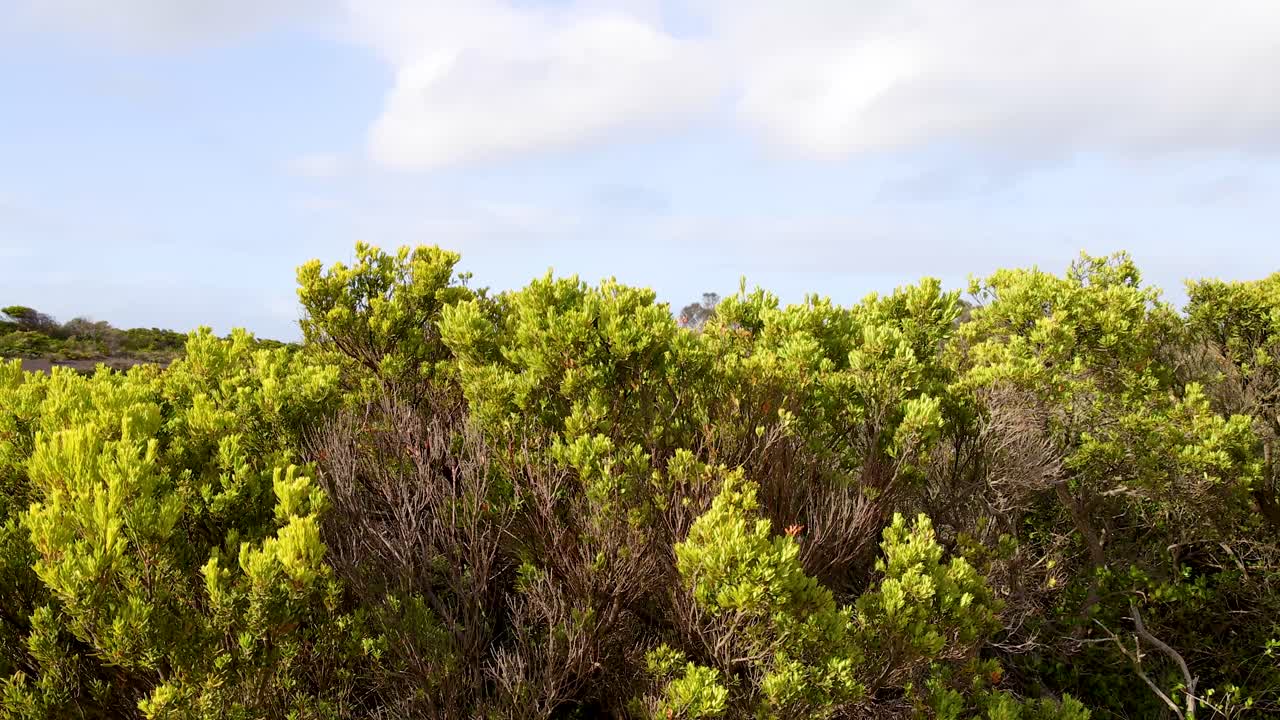 Vibrant green foliage under soft daylight at Port Campbell, Australia. Captures serene natural beauty and coastal landscape