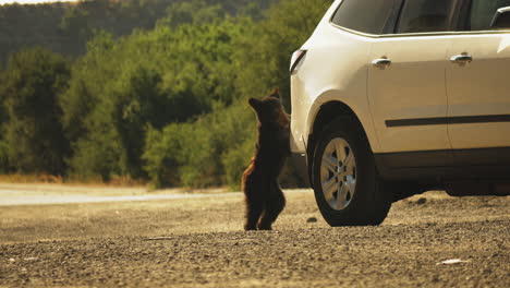 カリフォルニアの道路上の好奇心旺盛なクマの子の人間の車両との相互作用、静的