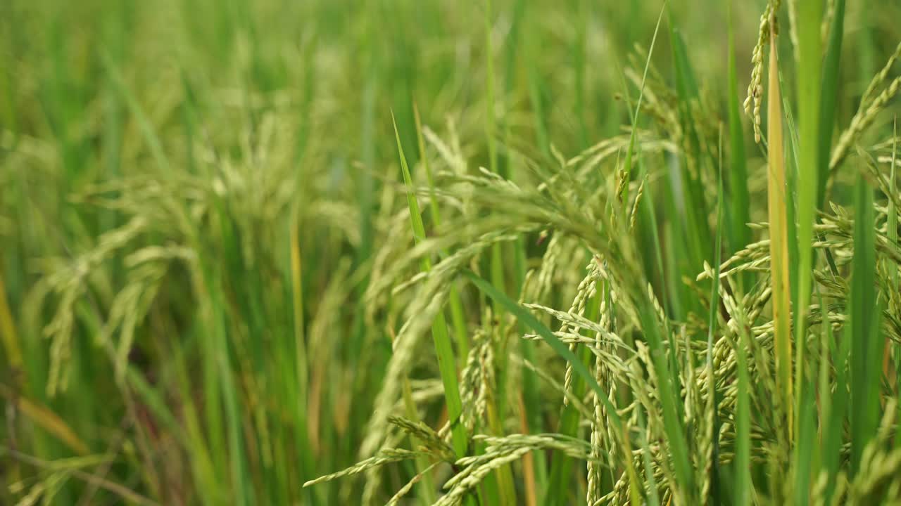 쌀은 많은 아시아 국가에서 주식입니다.