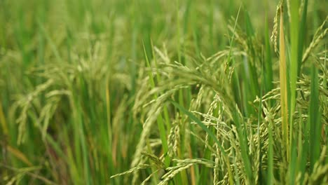 rice is the staple food in many asian countries