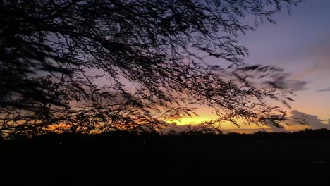 windy tree branches silhouette with orange sunset sky background