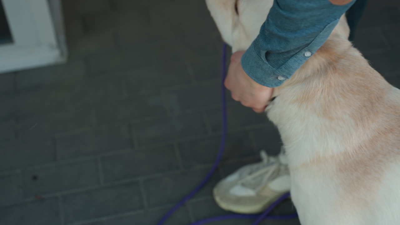 래브라도에 보라색 목걸이를 채워주는 백인 자원봉사자, 스트랩을 조절하는 손 클로즈업, 혀를 내밀고 헐떡이는 개, 타일 현관 바닥, 부드럽고 편안한 손길과 목줄이 보임, 다정한 보살핌