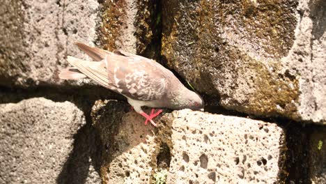 Pigeon-On-The-Mossy-Block-Stone-Wall-With-Crawling-Wild-Lizard