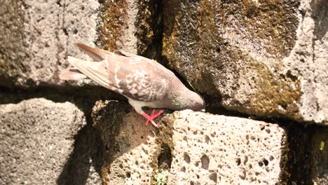 pigeon on the mossy block stone wall with crawling wild lizard