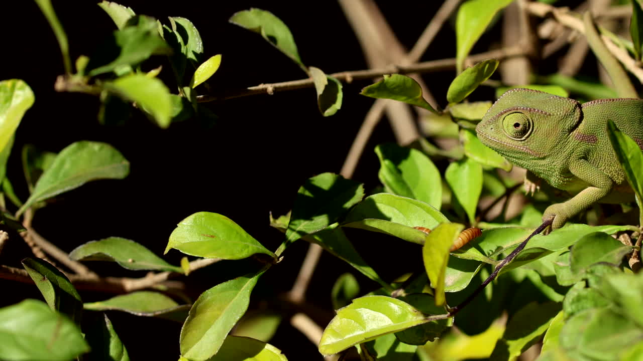 Camouflaged flap-necked chameleon eyeing potential prey on leaf below