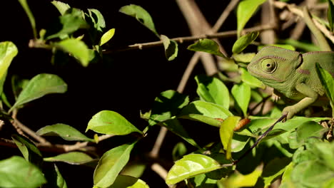 camouflaged flap-necked chameleon eyeing potential prey on leaf below