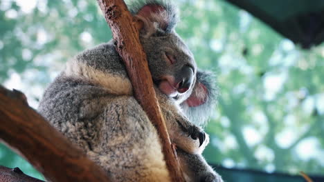 Lindo-Koala-Durmiendo-En-Una-Rama-De-árbol-En-Un-Zoológico---Tiro-De-ángulo-Bajo