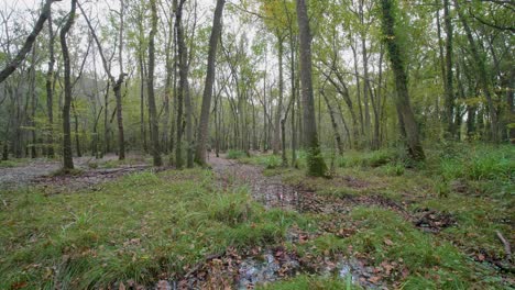 autumn forest, gimbal walk