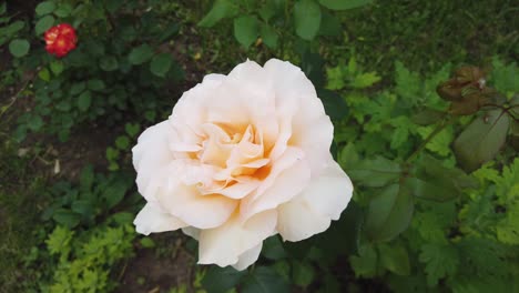 orange white rose swinging in the wind