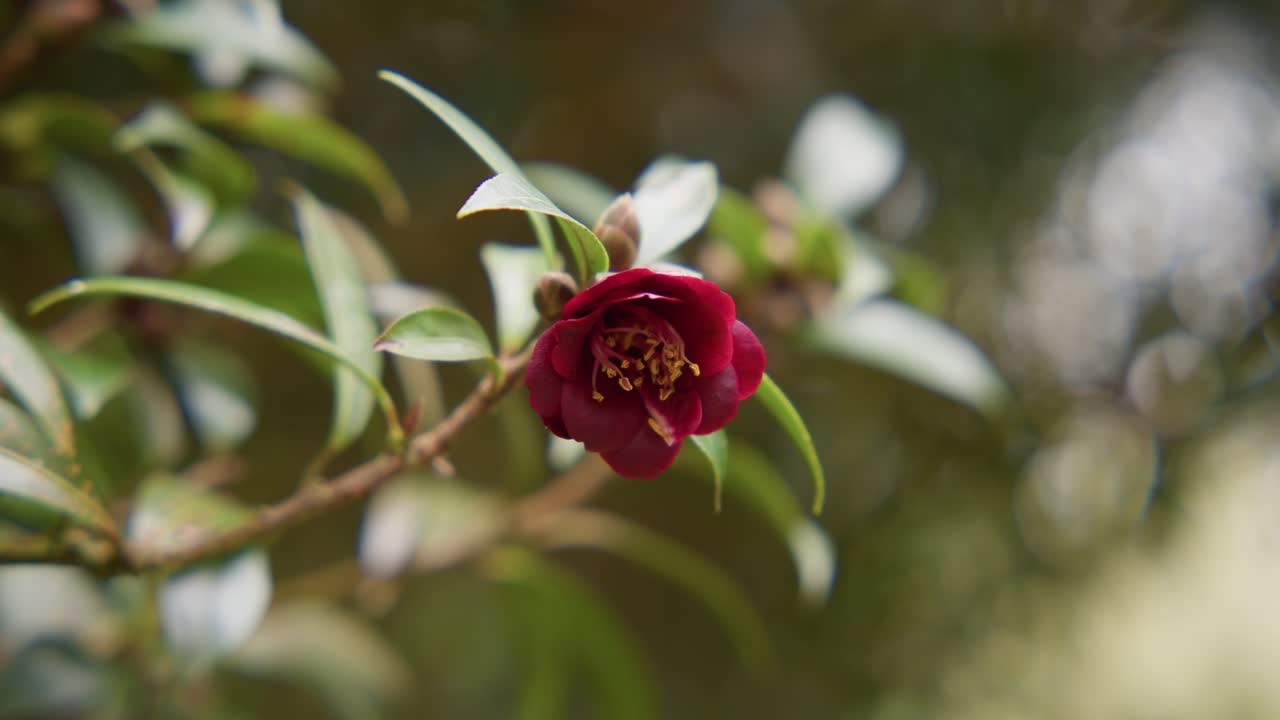 A vibrant camellia in full bloom with soft petals and rich details. Captured in 4K slow motion, this shot showcases the elegance of nature and botanical beauty.
