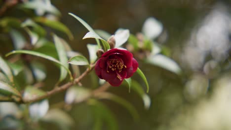 a vibrant camellia in full bloom with soft petals and rich details. captured in 4k slow motion, this shot showcases the elegance of nature and botanical beauty.