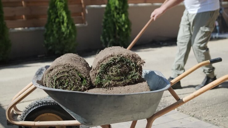 Rotolo di nuovo tappeto erboso naturale posato da giardiniere professionista. Settore del paesaggismo