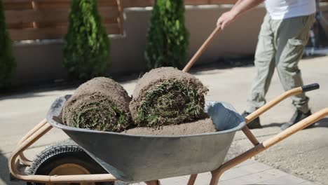 roll of new natural grass turf installed by professional gardener. landscaping industry.