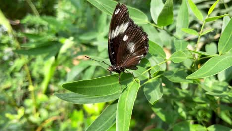 Schmetterling-Mit-Schwarzen-Flügeln-Auf-Grünem-Blatt