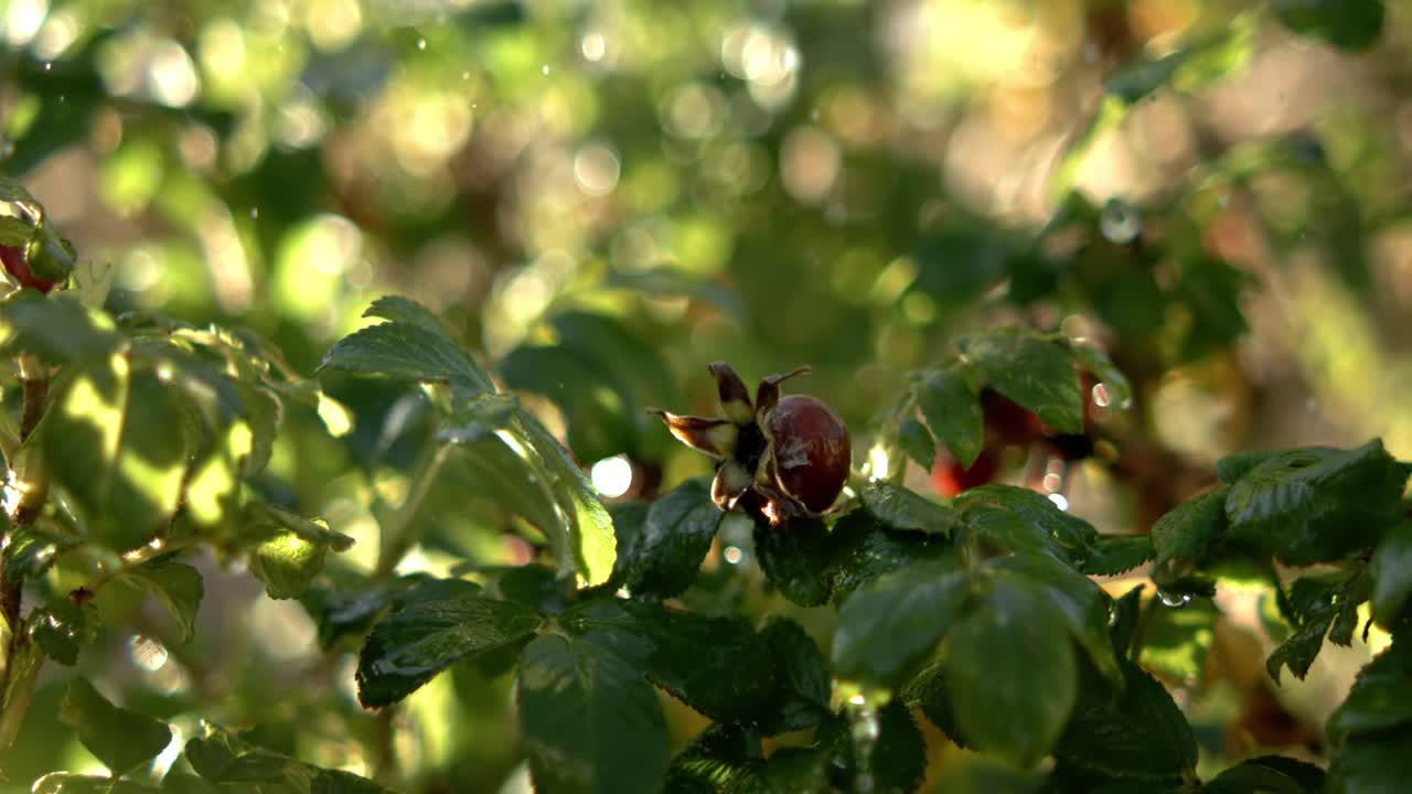 ⁇ 방울이 슈퍼 슬로우 모션으로 떨어집니다.