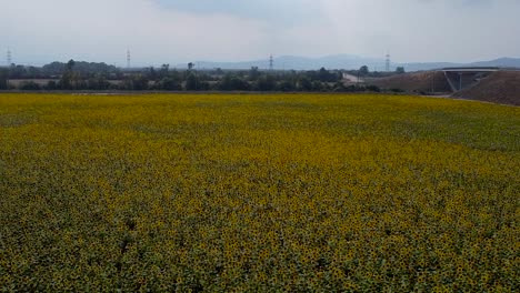 high backwards drone flight over yellow blooming sunflower field