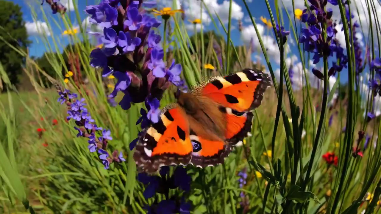 Primo piano di una farfalla vivace che si nutre di fiori selvatici viola in un prato