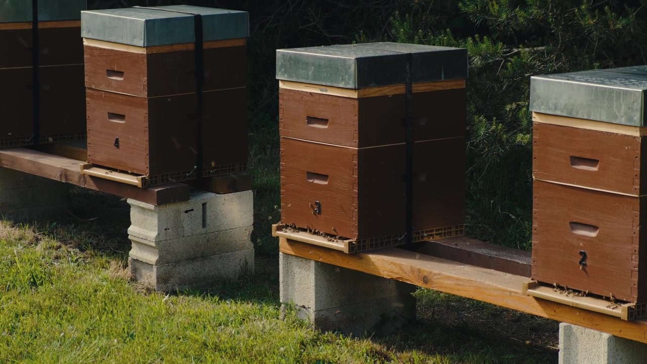 Inquadratura statica di molteplici arnie in legno disposte in un ambiente da giardino con fondamenta in cemento, circondate da erba verde e siepi. La luce solare naturale crea ombre nette ed enfatizza il carattere rustico.