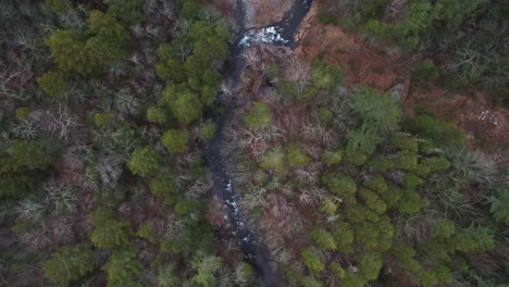 aerial top down drone footage of a beautiful stream winding through a thick, lush green forest