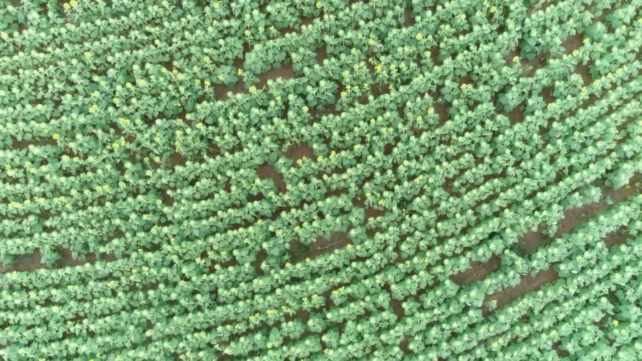 disparo de un avión no tripulado de un gran campo de girasol