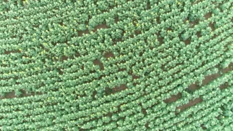 Drone-shot-of-a-big-sunflower-field