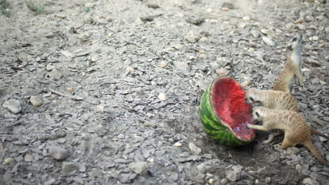 Meerkat-eating-watermelon-a-sunny-day