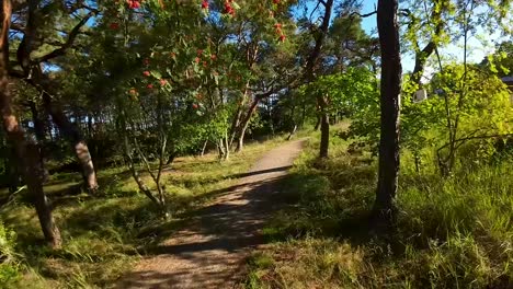 pov dolly adelante sendero del bosque de salmón rodeado de árboles y plantas en verano