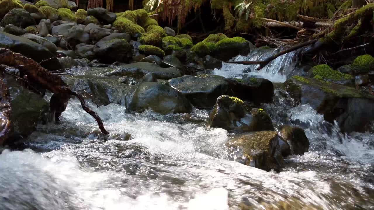 Vand strømmer over mosdækkede klipper i skoven i Olympic National Forest