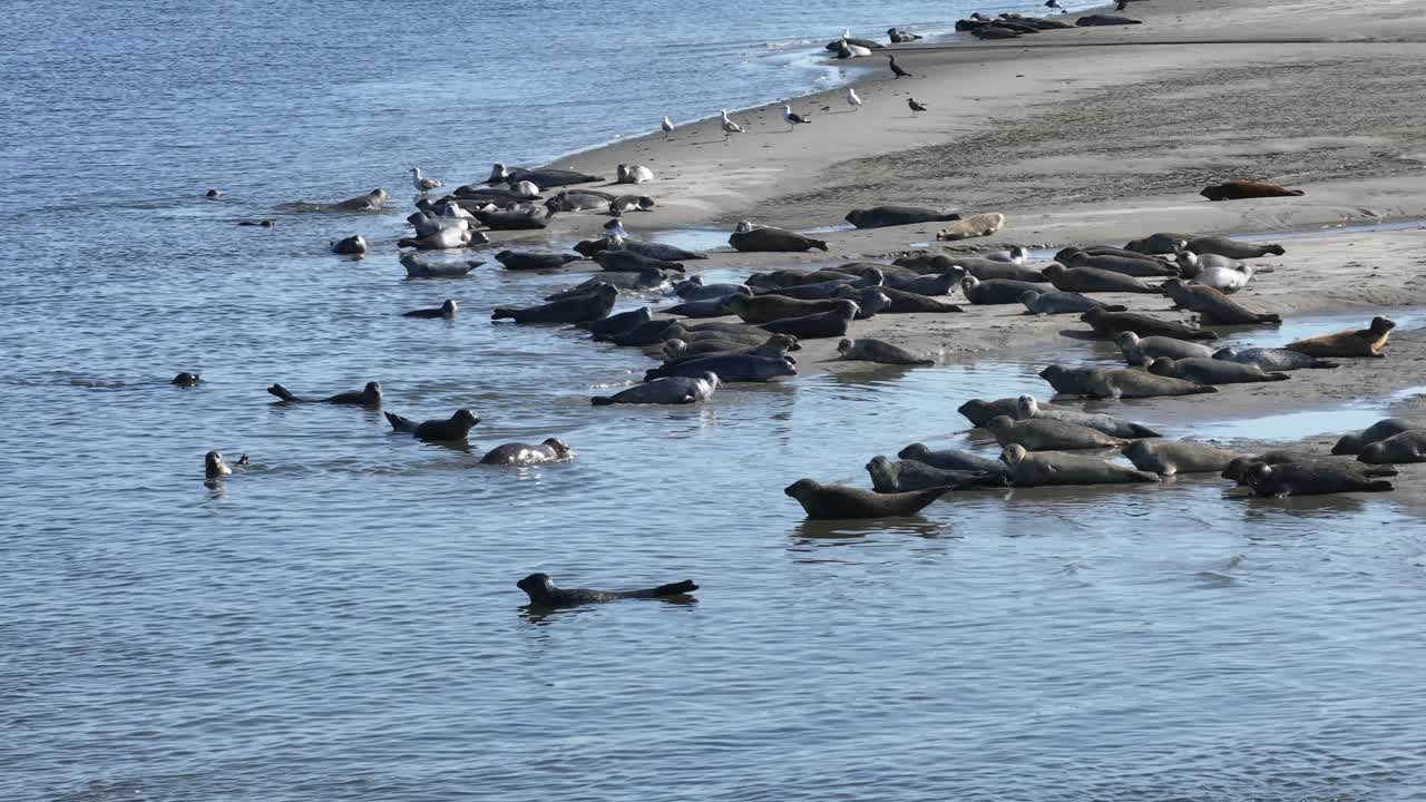 해파리는 모래 해변에서 휴식을 취하고 다른 해파리는 평온한 바물에서 수영합니다.