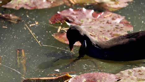 moorhen forrajeando entre las almohadillas de lirio en el estanque